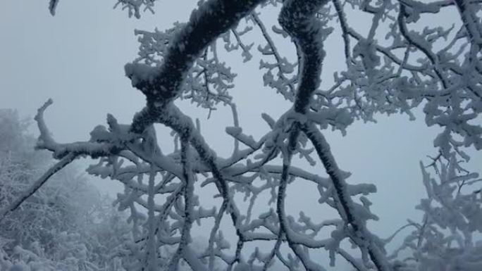 冬天树枝上的雪雾凇冰柱冰花树挂