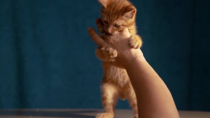 特写: 活泼的小虎斑小猫在玩耍时咬女主人的手。