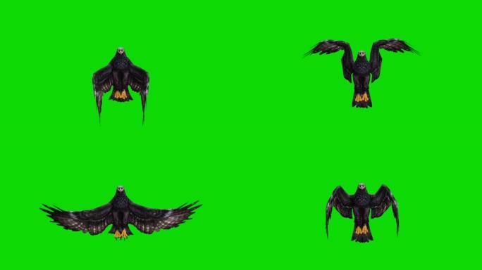 绿屏黑鹰飞行慢动作动画。动物的概念，野生动物，游戏，返校，3d动画，短视频，电影，卡通，有机，色键，