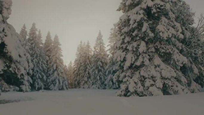 森林中积雪覆盖的常绿树木