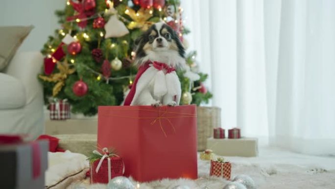 小狗吉娃娃狗穿着圣诞老人的衣服坐在或站在红色礼品礼物盒里概念圣诞节日庆祝在家感觉热烈欢迎。