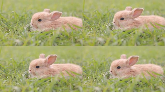绿色草地上的棕色小兔子。