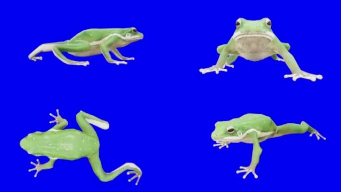 蓝色屏幕上的青蛙。动物的概念，野生动物，游戏，返校，3d动画，短视频，电影，卡通，有机，色键，人物动