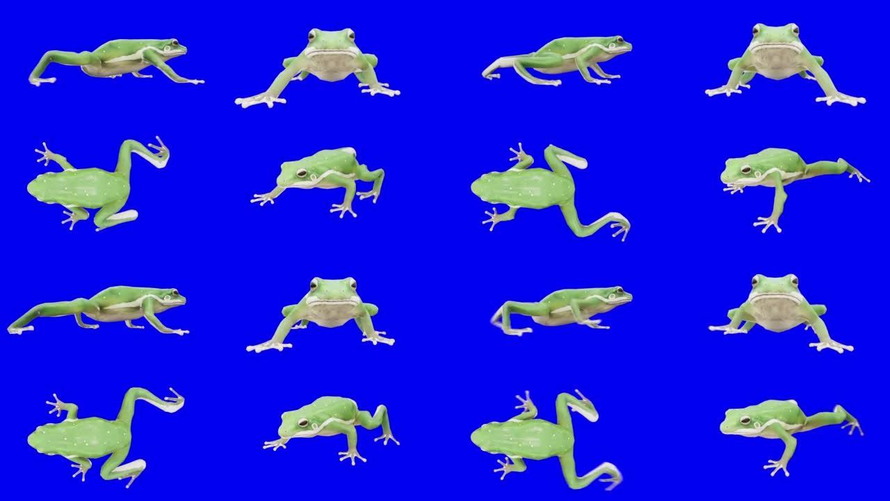 蓝色屏幕上的青蛙。动物的概念，野生动物，游戏，返校，3d动画，短视频，电影，卡通，有机，色键，人物动