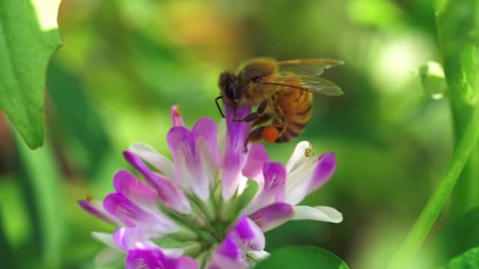 一只蜜蜂在春天的花朵上收集花粉的特写