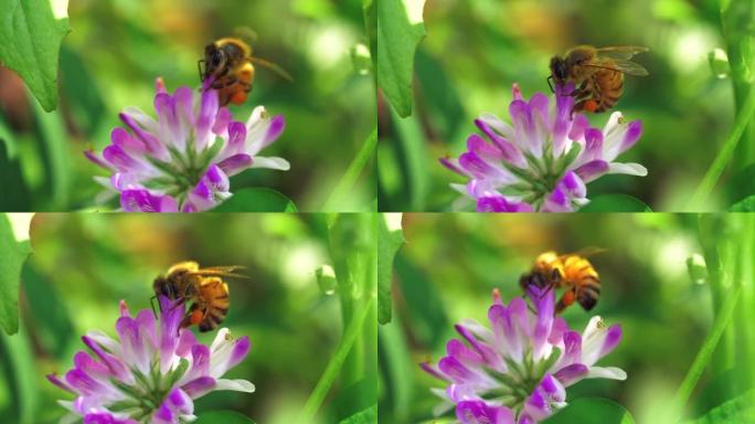 一只蜜蜂在春天的花朵上收集花粉的特写