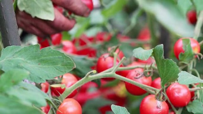 采摘成熟的番茄丰收西红柿绿色食品