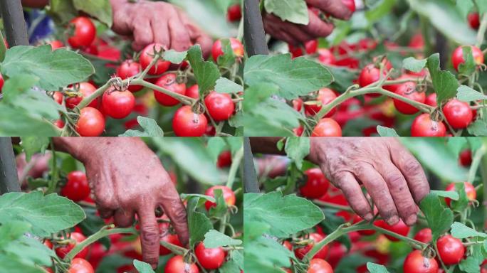 采摘成熟的番茄丰收西红柿绿色食品