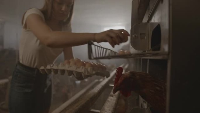 SLO MO年轻女孩在蛋鸡农场里采摘新鲜鸡蛋