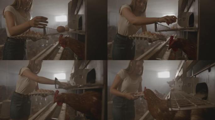 SLO MO年轻女孩在蛋鸡农场里采摘新鲜鸡蛋