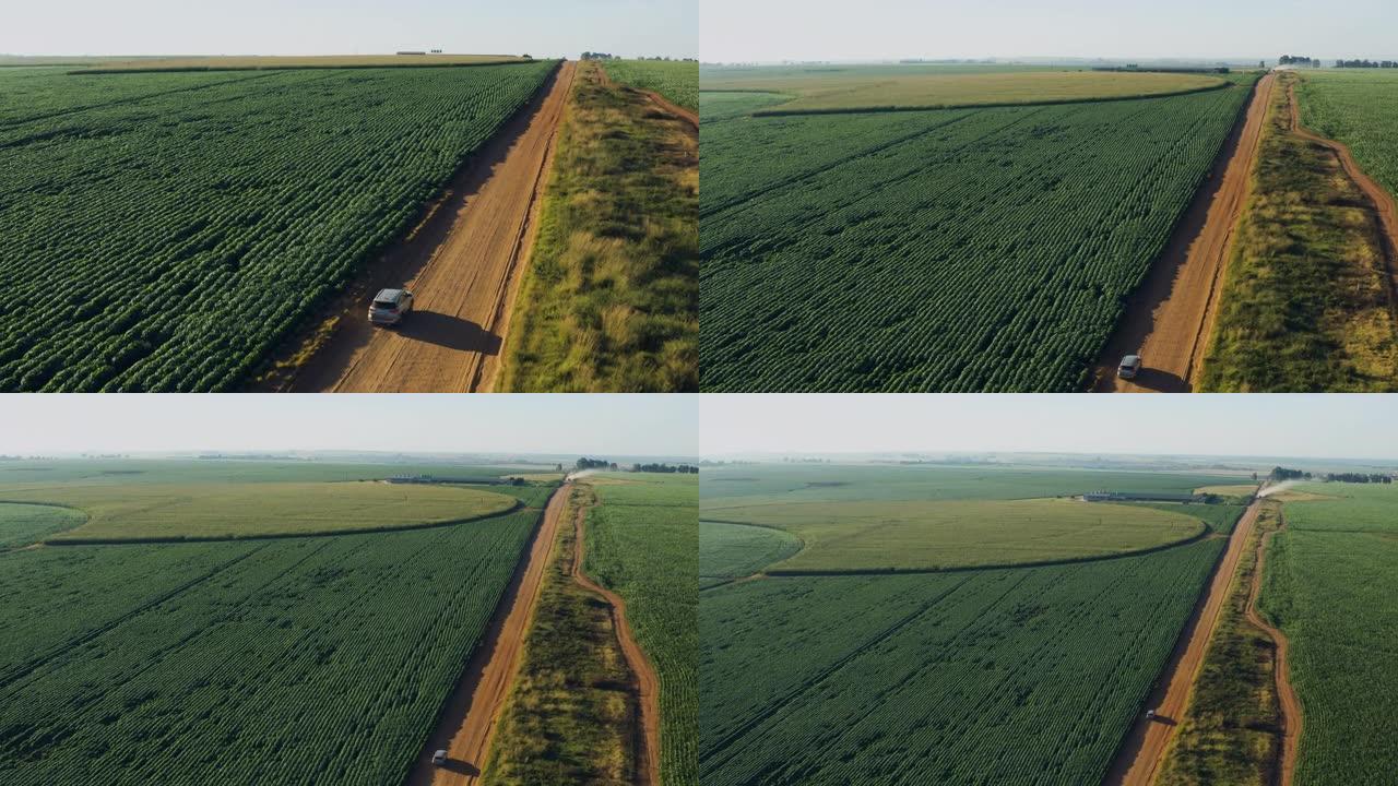 在玉米作物之间的乡村道路上行驶的汽车的风景鸟瞰图