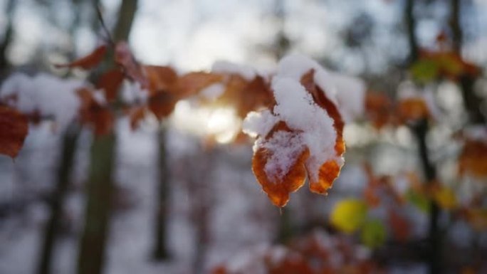 第一场雪覆盖了一些秋叶