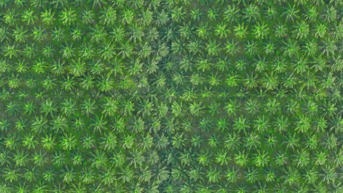 泰国南部农场种植园棕榈油树田的鸟瞰图。