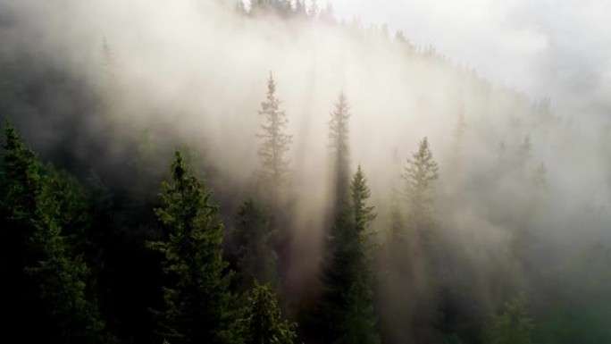 空中拍摄云层中的山林。雾蒙蒙的山区阳光明媚的早晨。阳光穿过雾和树枝。高质量4k镜头