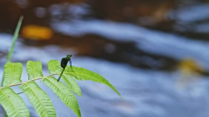 SLO MO蜻蜓栖息在瀑布的树枝上，特写镜头