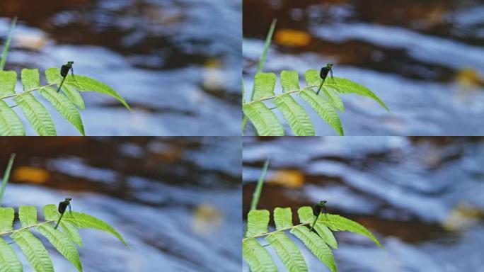 SLO MO蜻蜓栖息在瀑布的树枝上，特写镜头
