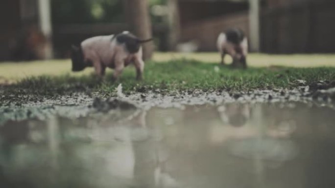 在农村养猪猪圈圈养生猪养猪大户