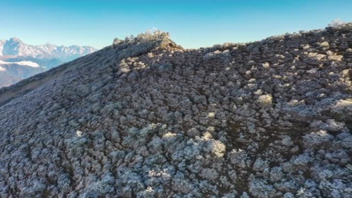 山坡上的树林被冰雪覆盖