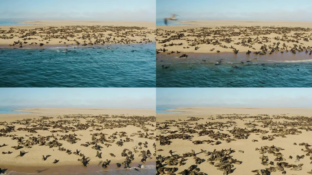 壮观的空中特写放大了海角海狗的一大群聚居地游泳，躺在海岸线上晒太阳的景象