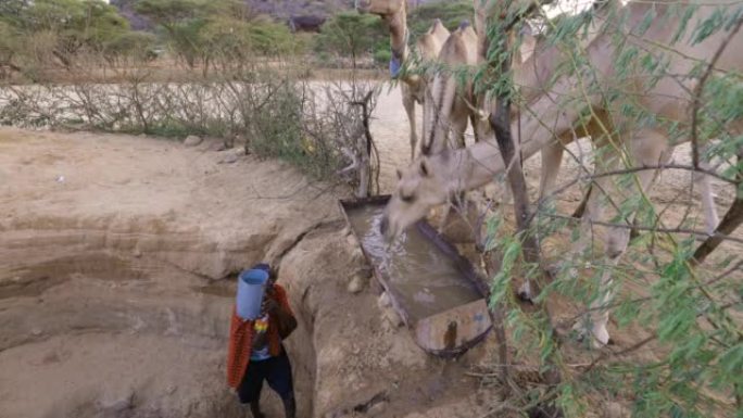 气候变化。干旱。水危机。由于持续干旱，Close-up.African人从非常深的井里为骆驼取水。肯