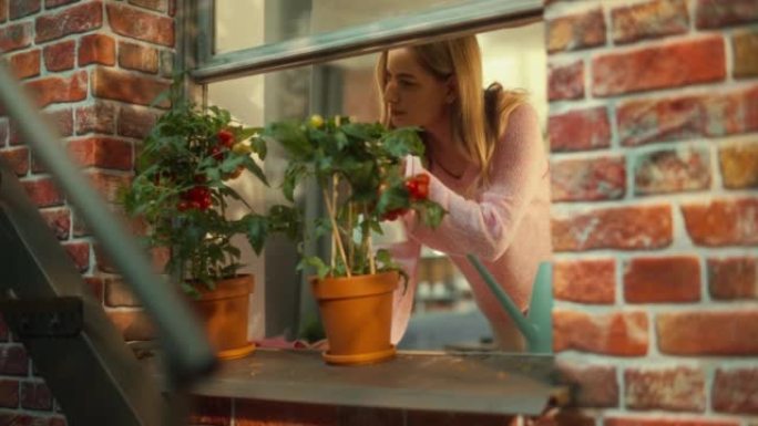 年轻漂亮的女性在一间旧褐砂石房子的时尚公寓里的窗台上浇灌了自制的环保西红柿。有爱心的女孩在温暖的夏日
