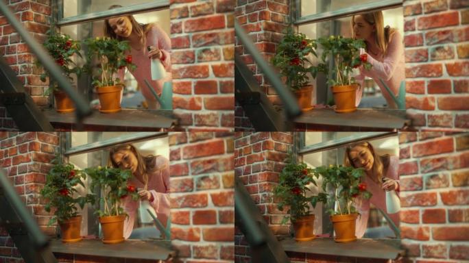 年轻漂亮的女性在一间旧褐砂石房子的时尚公寓里的窗台上浇灌了自制的环保西红柿。有爱心的女孩在温暖的夏日