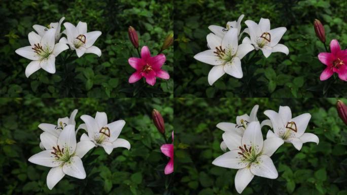 白色和粉红色的百合花盛开
