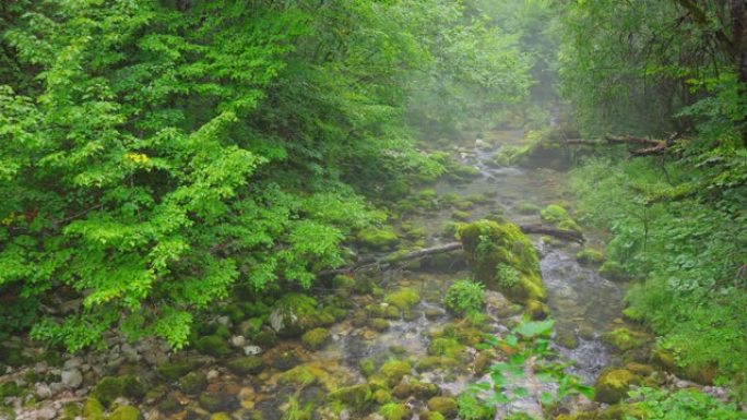 WS蒸汽雾笼罩在流经森林的溪流峡谷上