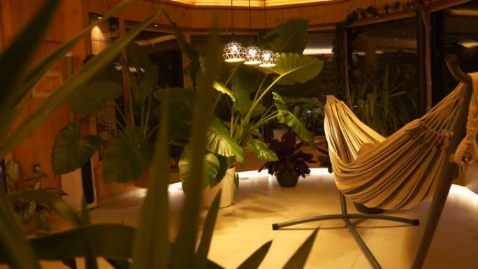 郁郁葱葱的盆栽室内植物和室内丛林放松的傍晚氛围