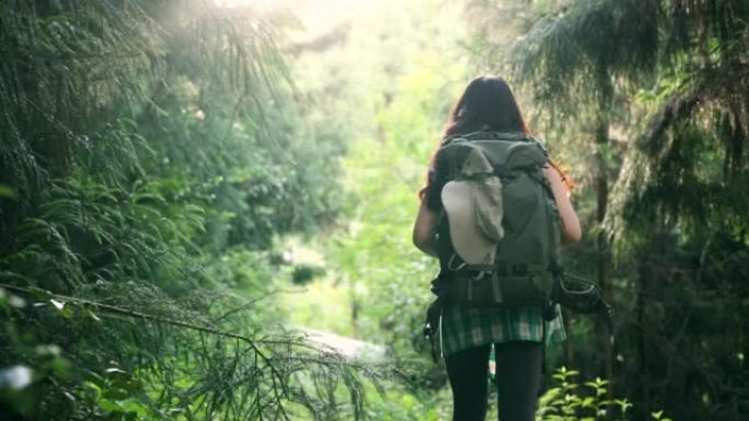 Traveler hiking in forest