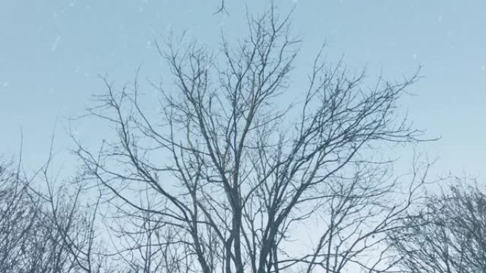 冬季降雪天气中的裸树