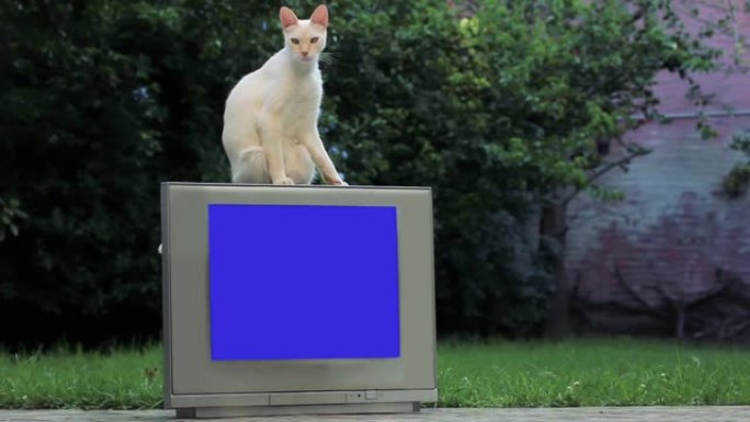 白猫坐在带色度蓝屏的旧电视上。