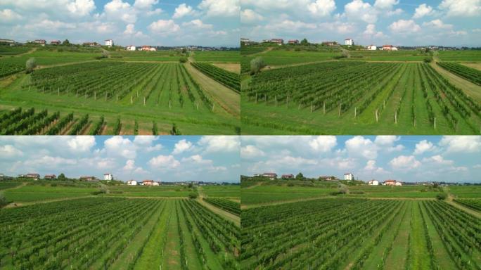 空中: 在斯洛文尼亚农村充满成熟葡萄藤的阳光明媚的下午拍摄