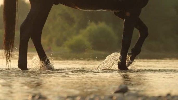 特写: 在一个阳光明媚的夏日傍晚，马的腿在河边踩着。