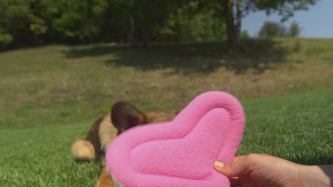 慢动作: 可爱的小狗在阳光明媚的花园里玩粉红色的情人节枕头