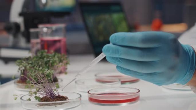 基因工程师用绿色植物将液体物质滴入培养皿中