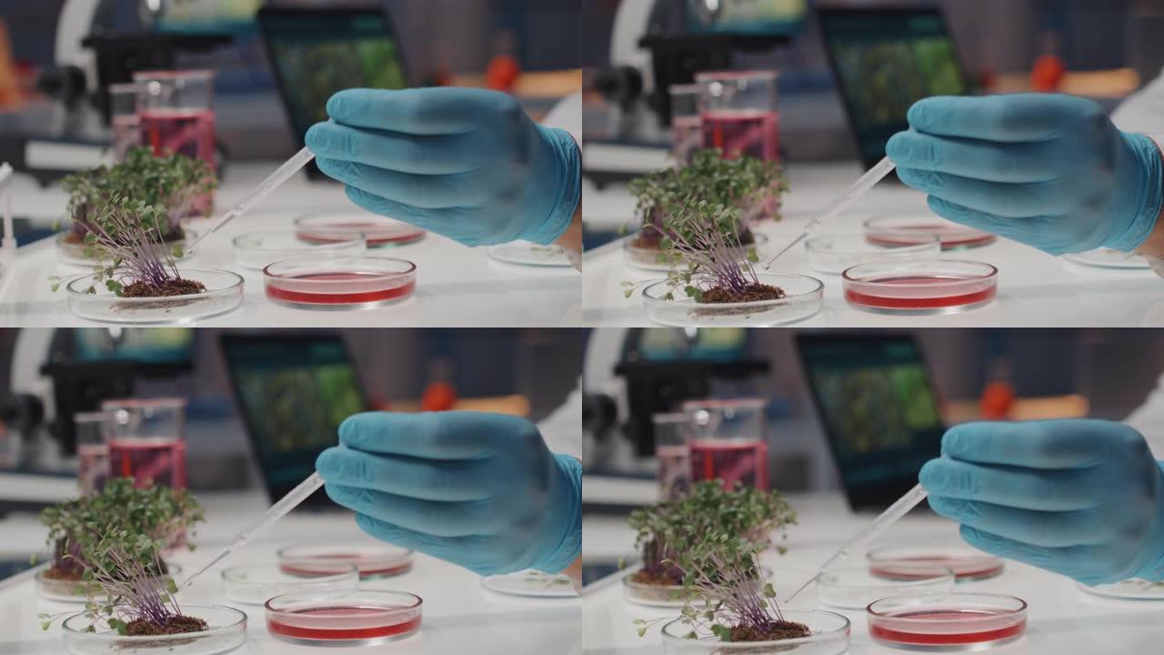 基因工程师用绿色植物将液体物质滴入培养皿中