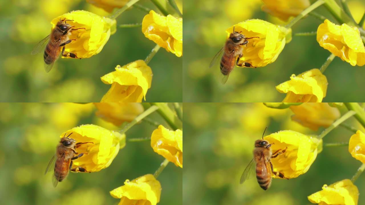春季油菜花上的蜜蜂特写