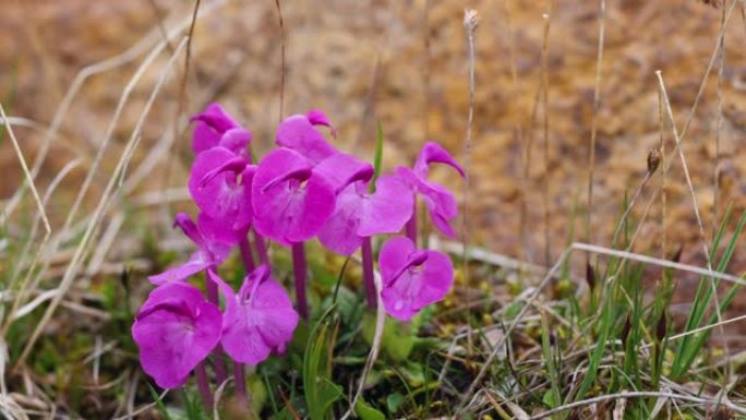青藏高原马先蒿常见的紫红色艳丽花朵