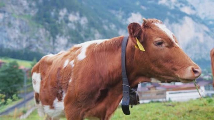 在村子里放牧奶牛村子里放牧奶牛欧洲荷兰有