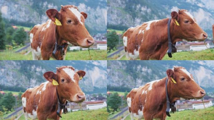 在村子里放牧奶牛村子里放牧奶牛欧洲荷兰有