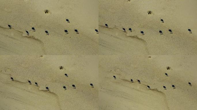 一小撮Gemsbok (Oryx) 走过纳米布沙漠干燥的裂缝泥浆的直线鸟瞰图