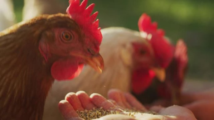 在阳光明媚的夏日里，母鸡的uthentic特写镜头正在乡村农场外的一个小女孩手中吃谷物。