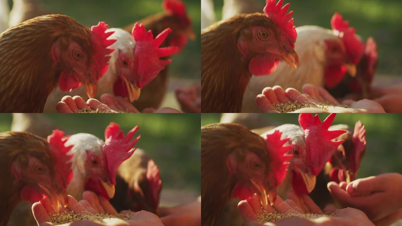 在阳光明媚的夏日里，母鸡的uthentic特写镜头正在乡村农场外的一个小女孩手中吃谷物。