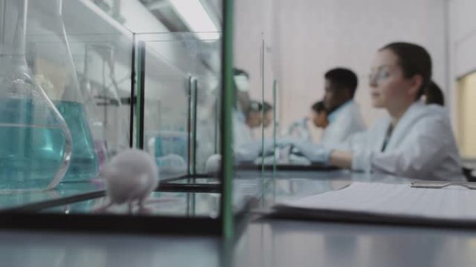实验室玻璃罐中的白鼠