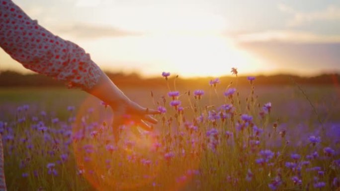 SLO MO无法识别的女人在日落时在田野中触摸矢车菊