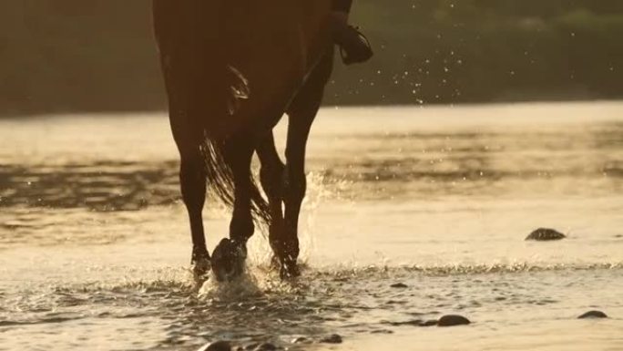 特写: 骑马者带领种马进入清爽的浅溪流。
