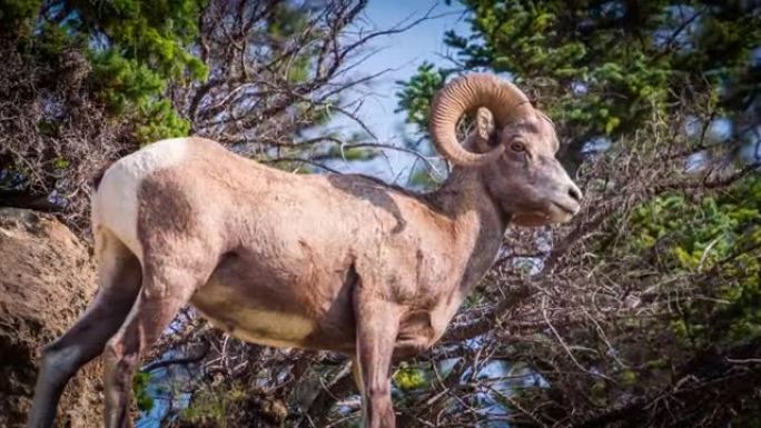 大角羊-加拿大野生动物