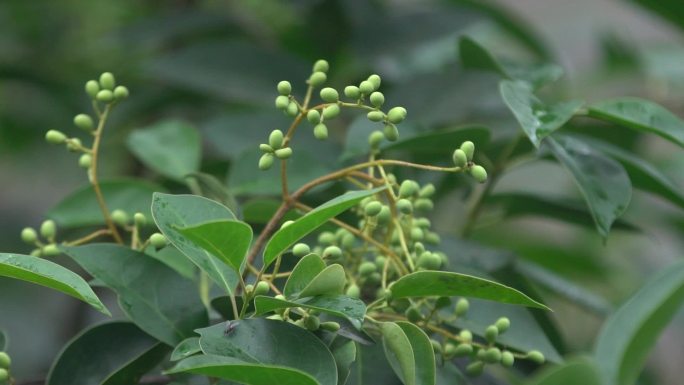 h雨后绿植挂水珠