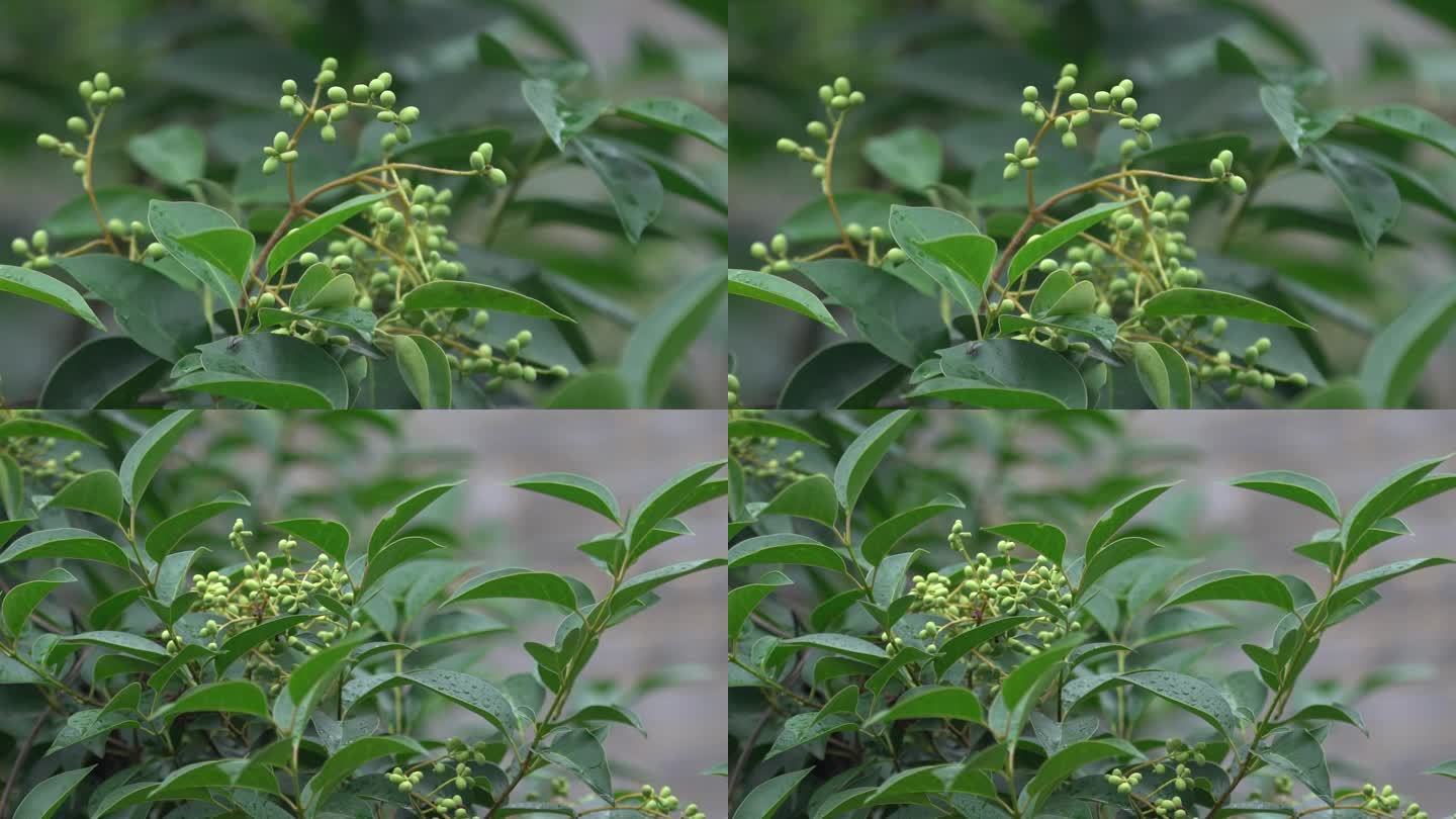 h雨后绿植挂水珠